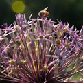 Persian Star Allium